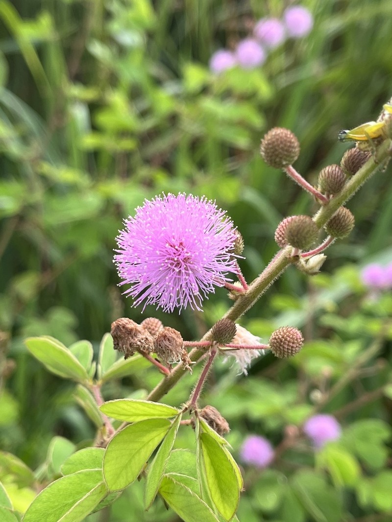 Mimosa debilis photo 5