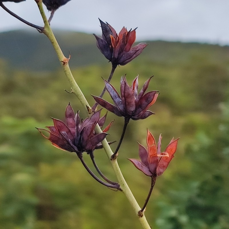 Mimosa debilis photo 6