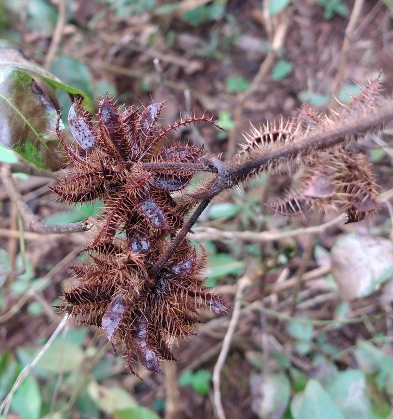 Mimosa debilis photo 7