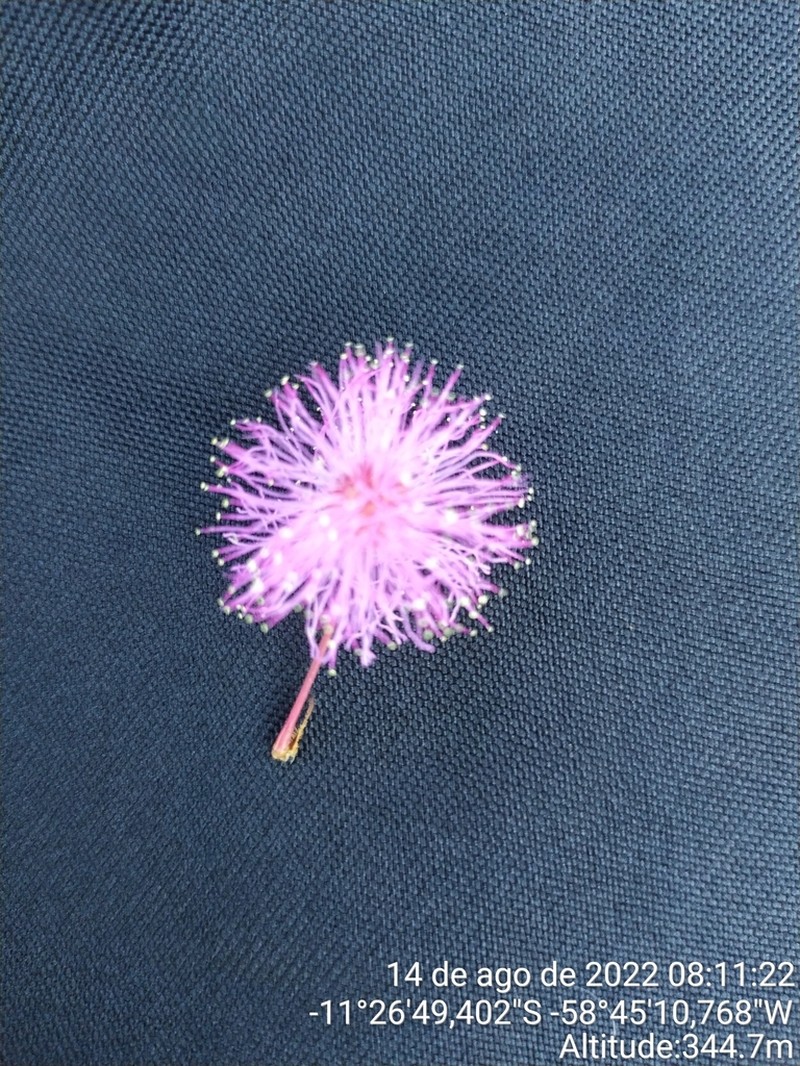 Mimosa debilis photo 8