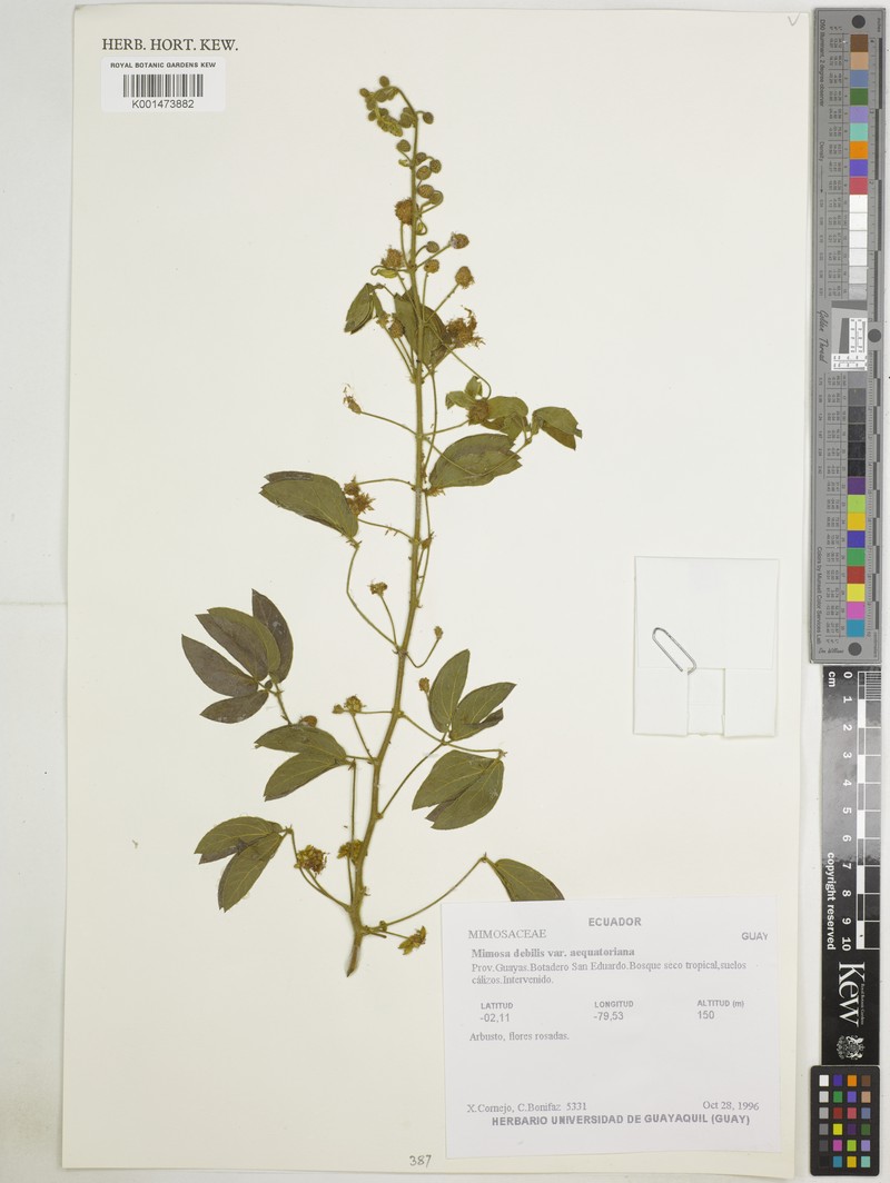 Mimosa debilis var. aequatoriana