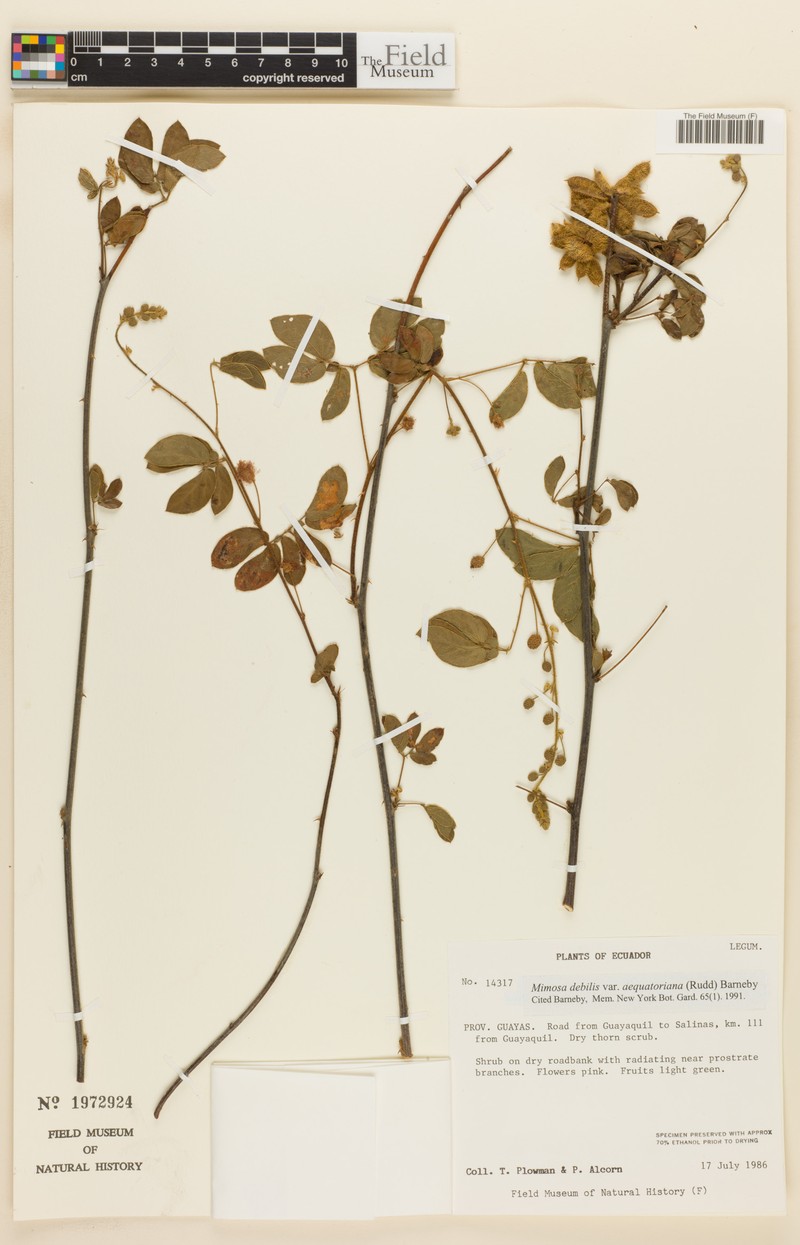 Mimosa debilis var. aequatoriana photo 2