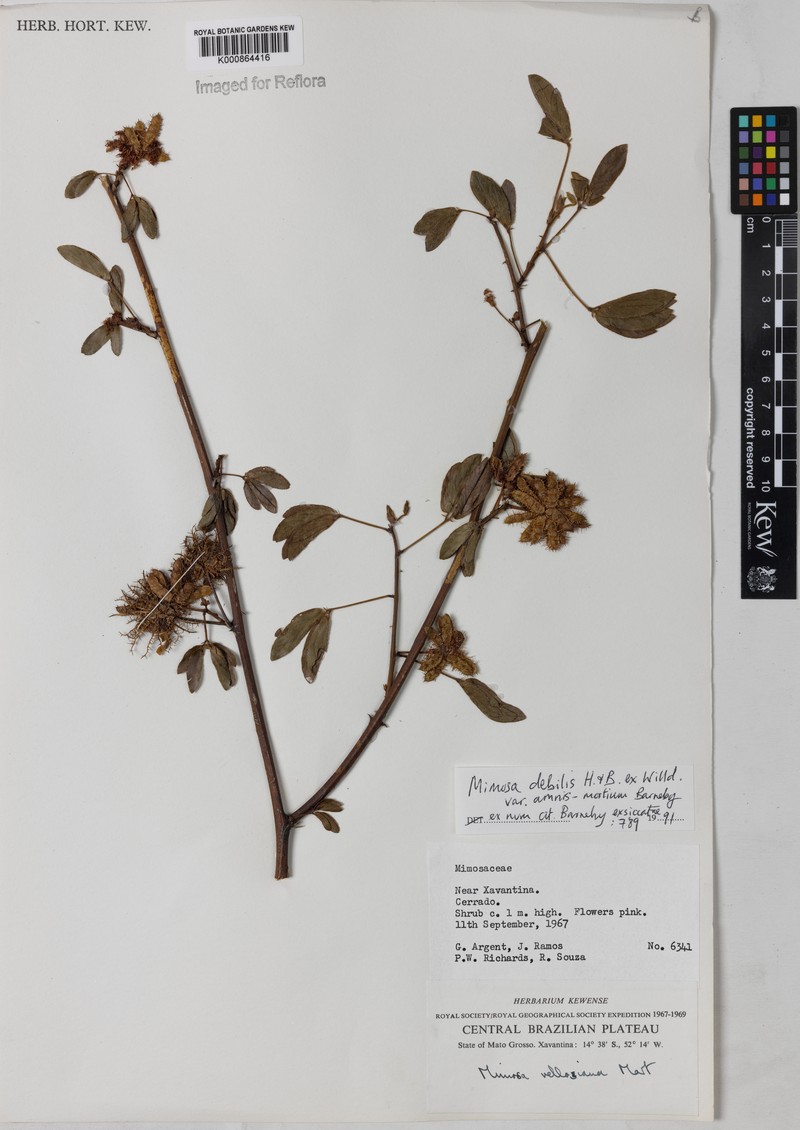 Mimosa debilis var. amnis-mortium
