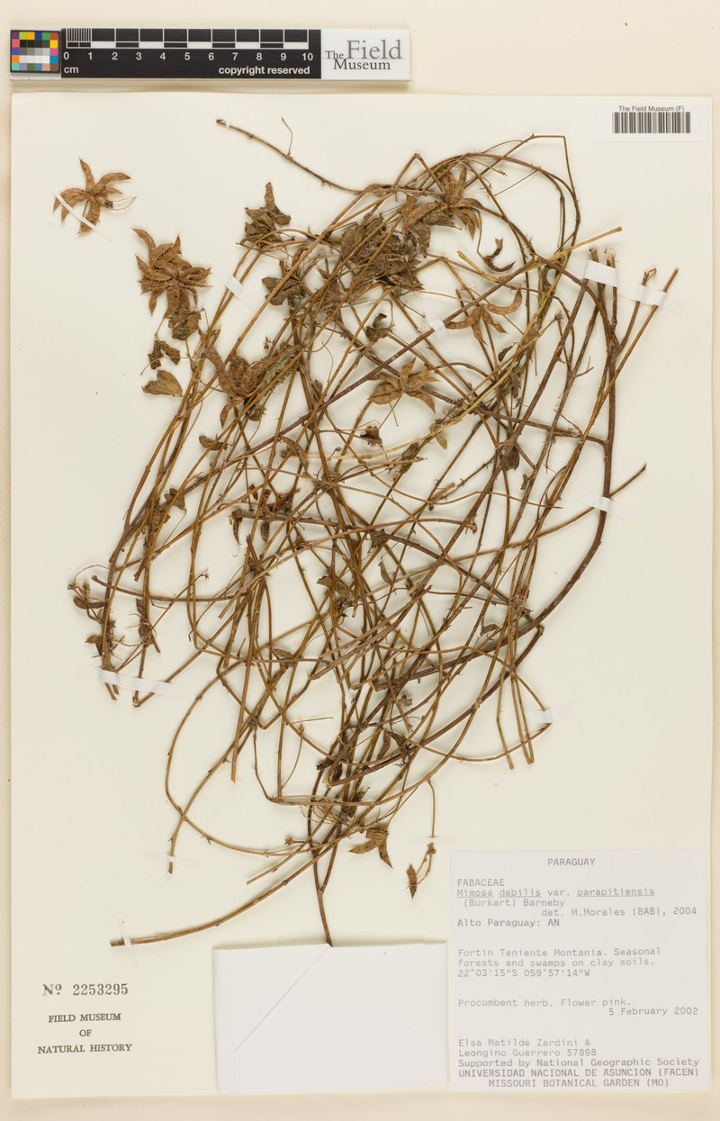 Mimosa debilis var. parapitiensis