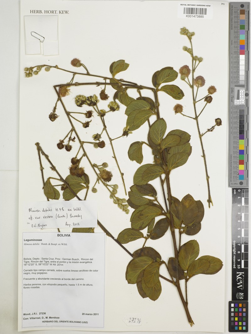 Mimosa debilis var. vestita