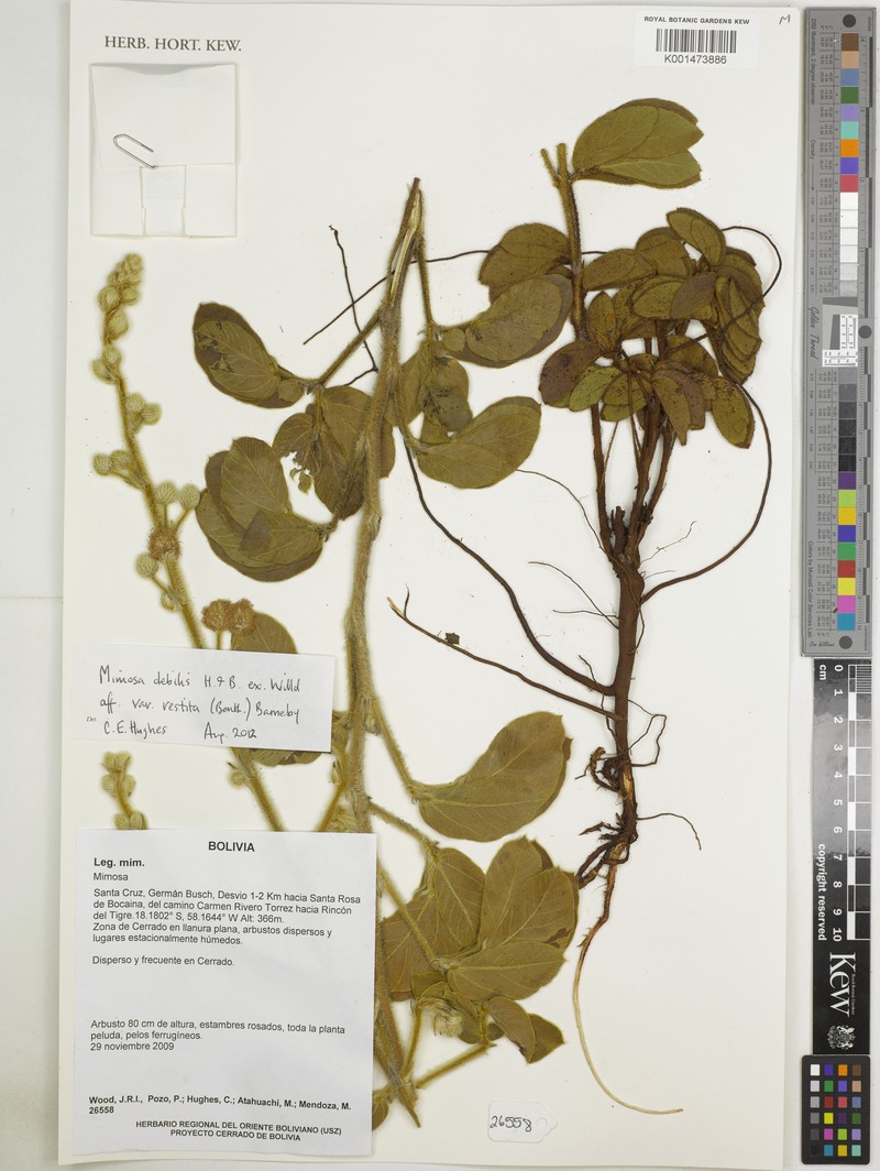 Mimosa debilis var. vestita photo 2