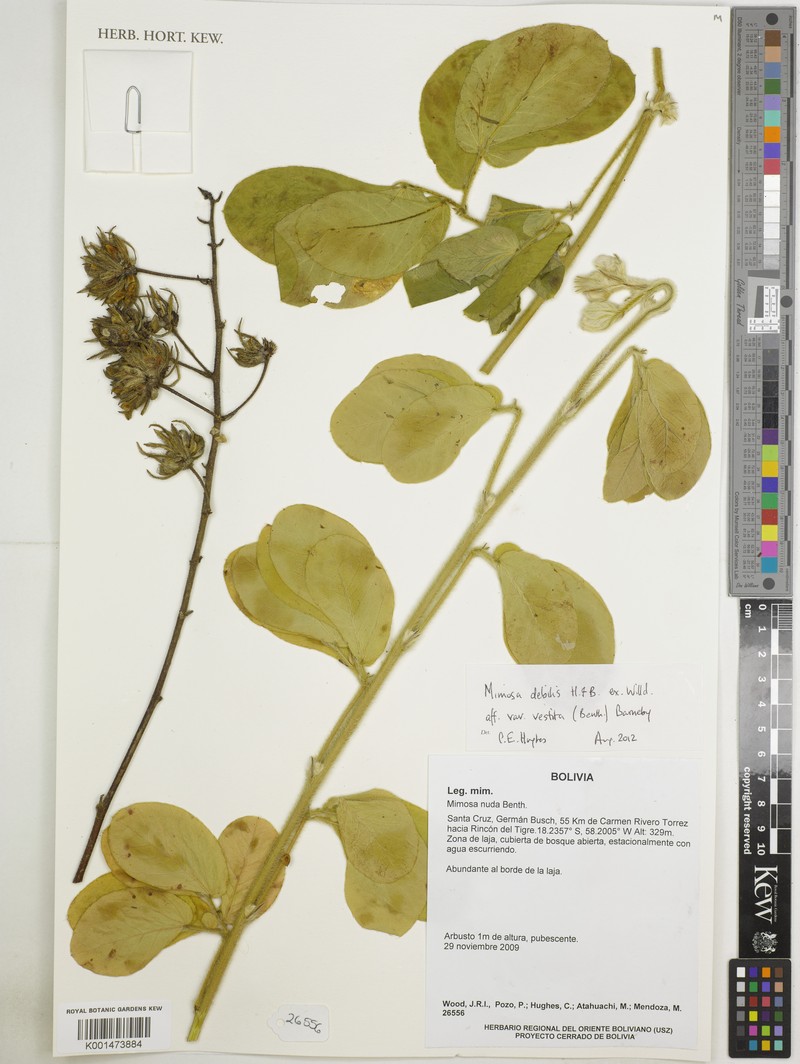 Mimosa debilis var. vestita photo 3
