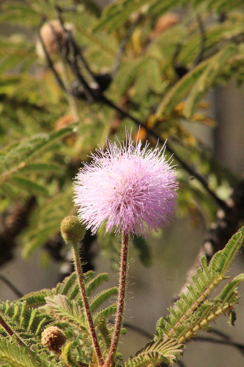 Mimosa decorticans