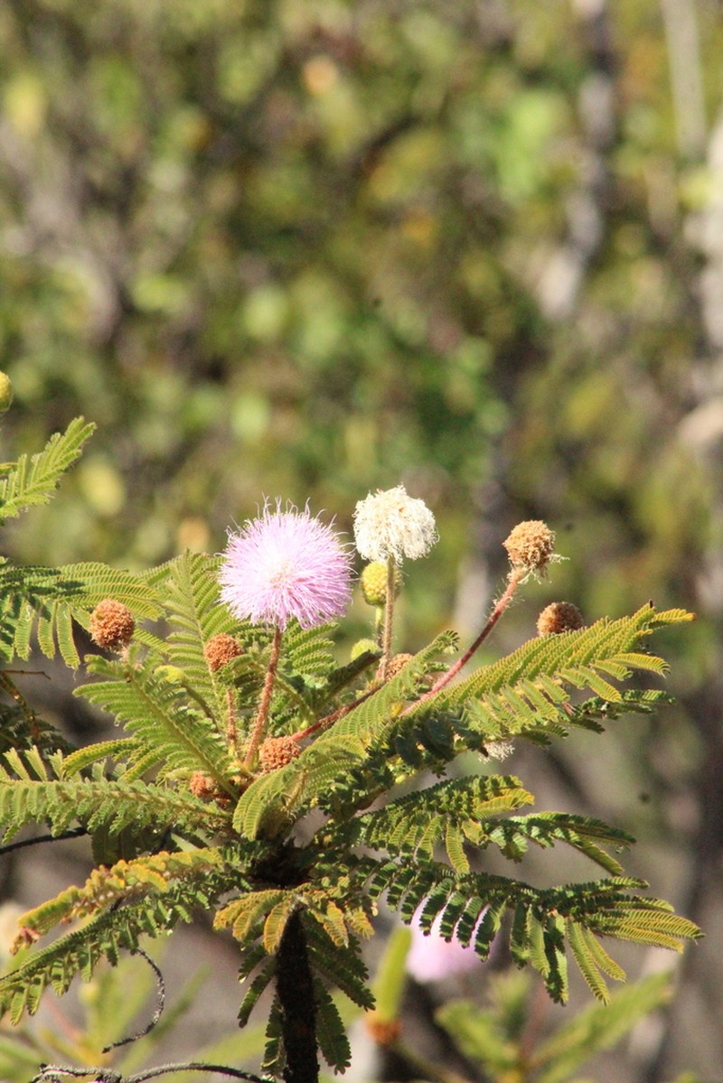 Mimosa decorticans photo 2