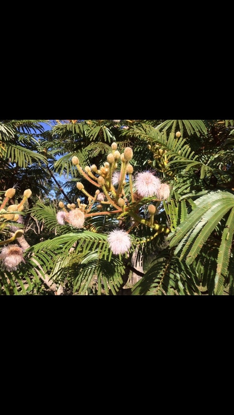 Mimosa decorticans photo 3