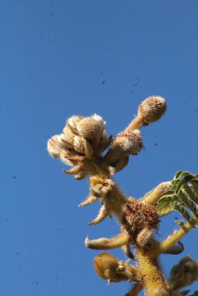Mimosa decorticans photo 4
