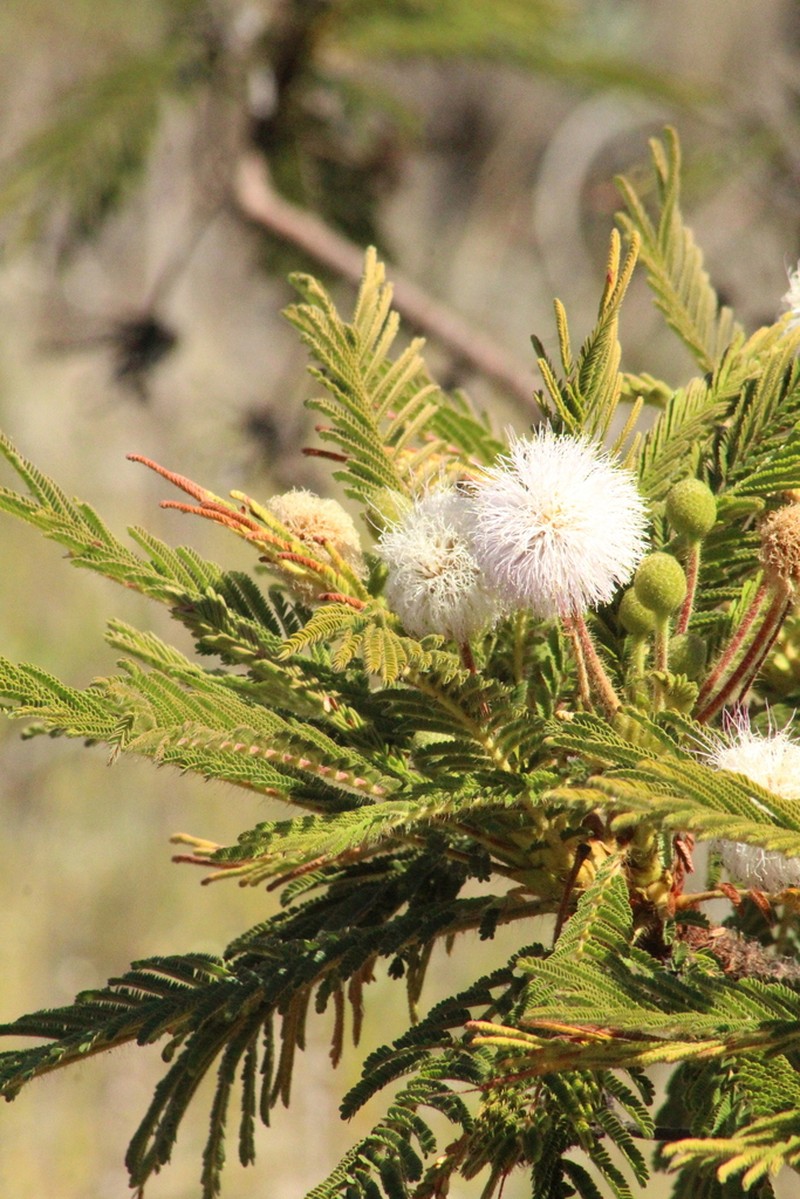 Mimosa decorticans photo 5