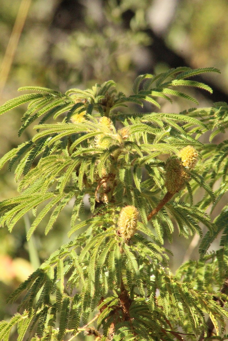 Mimosa decorticans photo 6