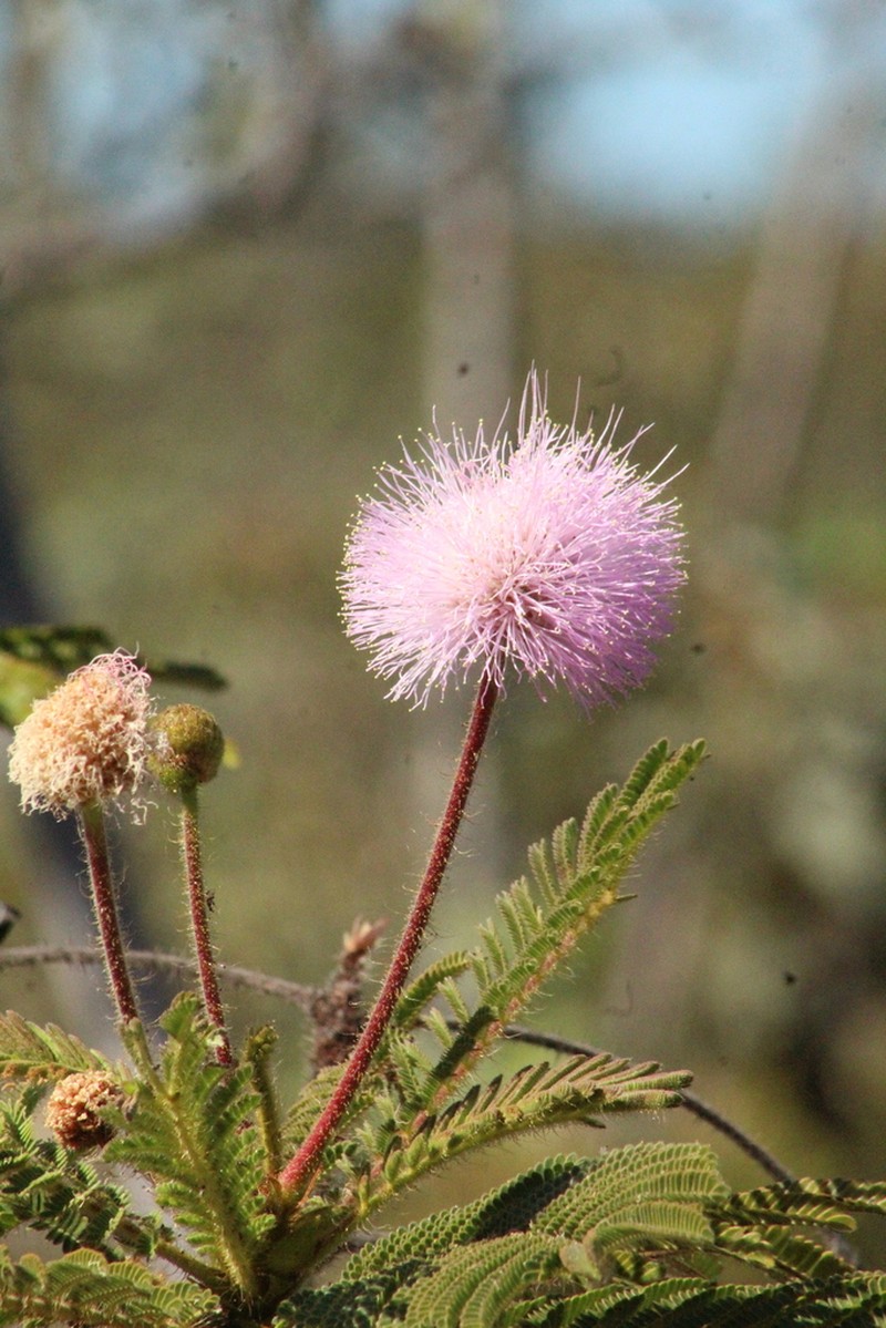 Mimosa decorticans photo 7