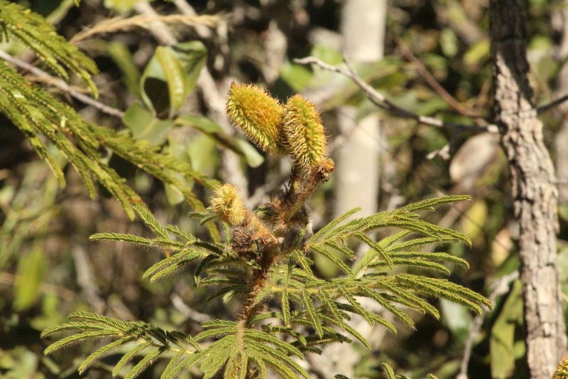 Mimosa decorticans photo 8