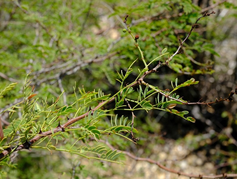 Mimosa delicatula