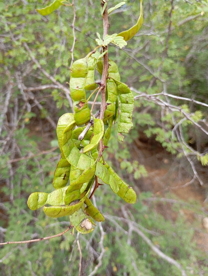 Mimosa delicatula photo 2
