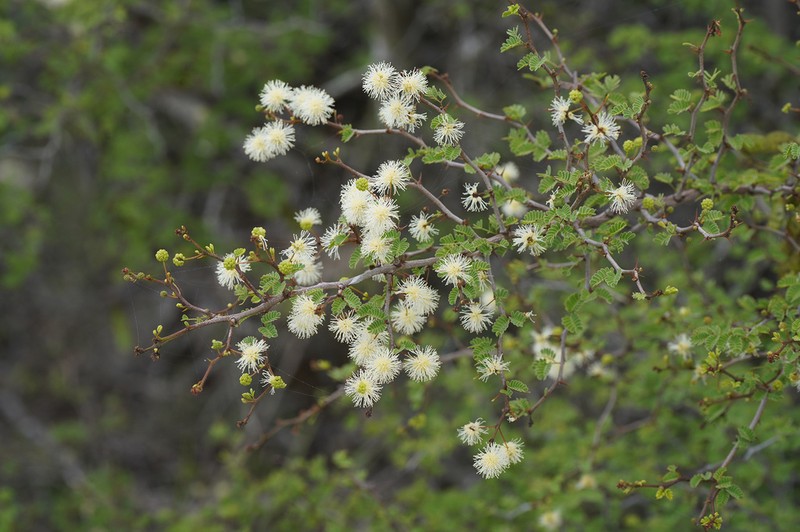 Mimosa delicatula photo 3