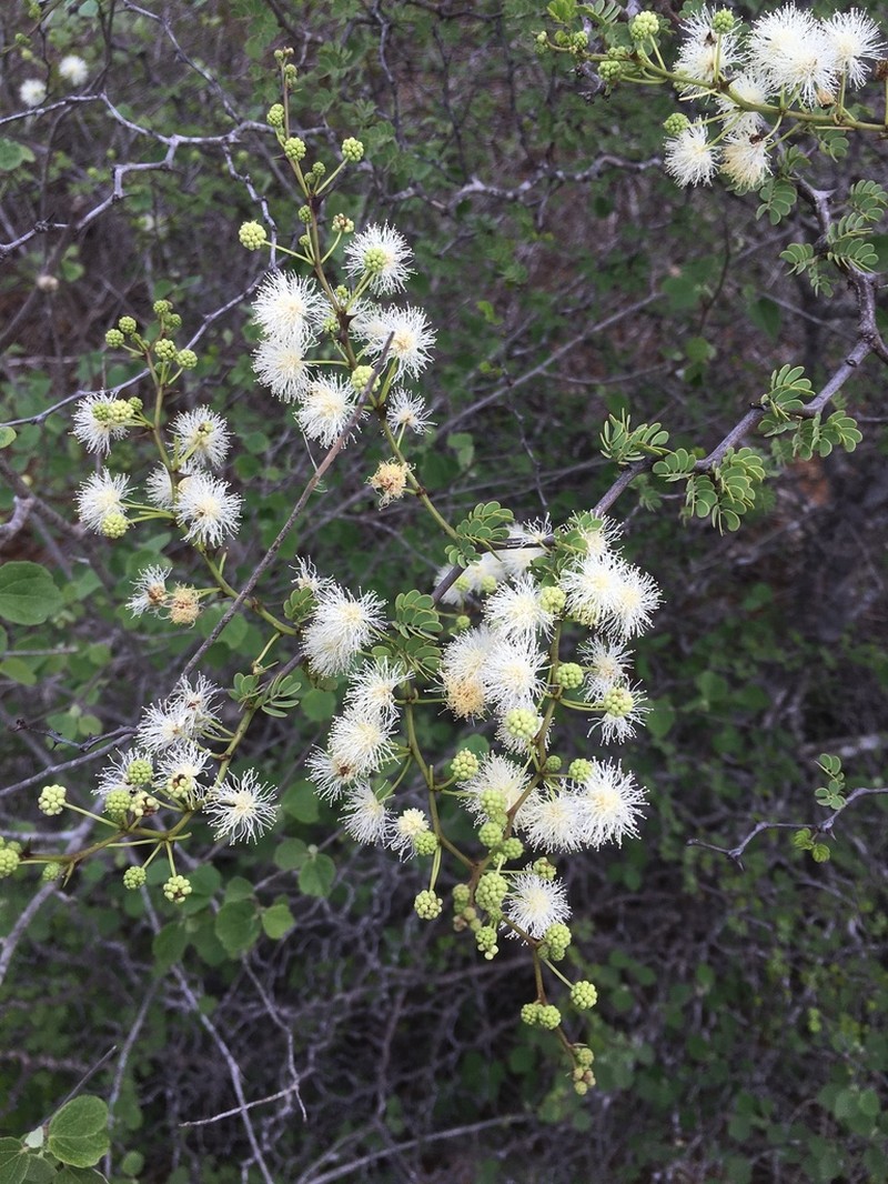 Mimosa delicatula photo 4