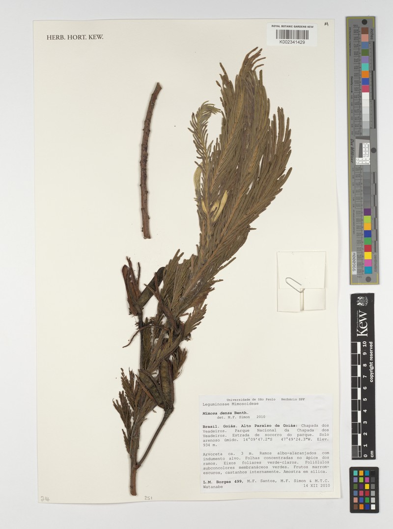 Mimosa densa