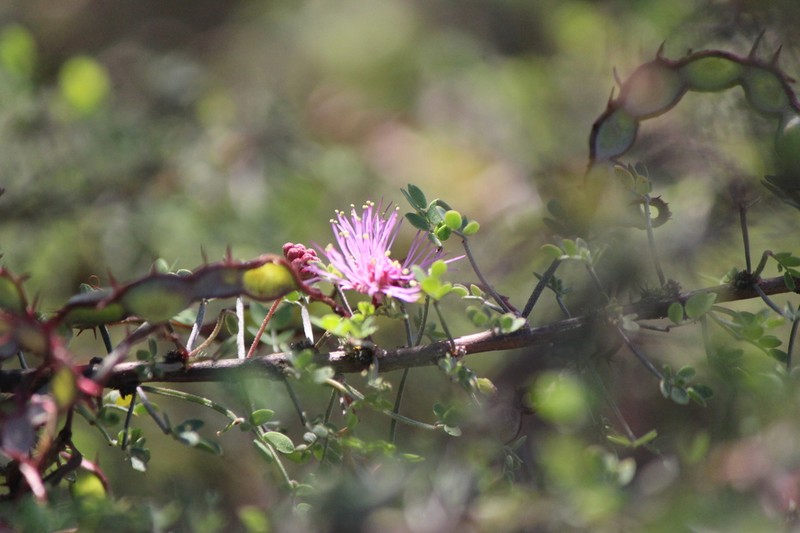 Mimosa depauperata photo 3