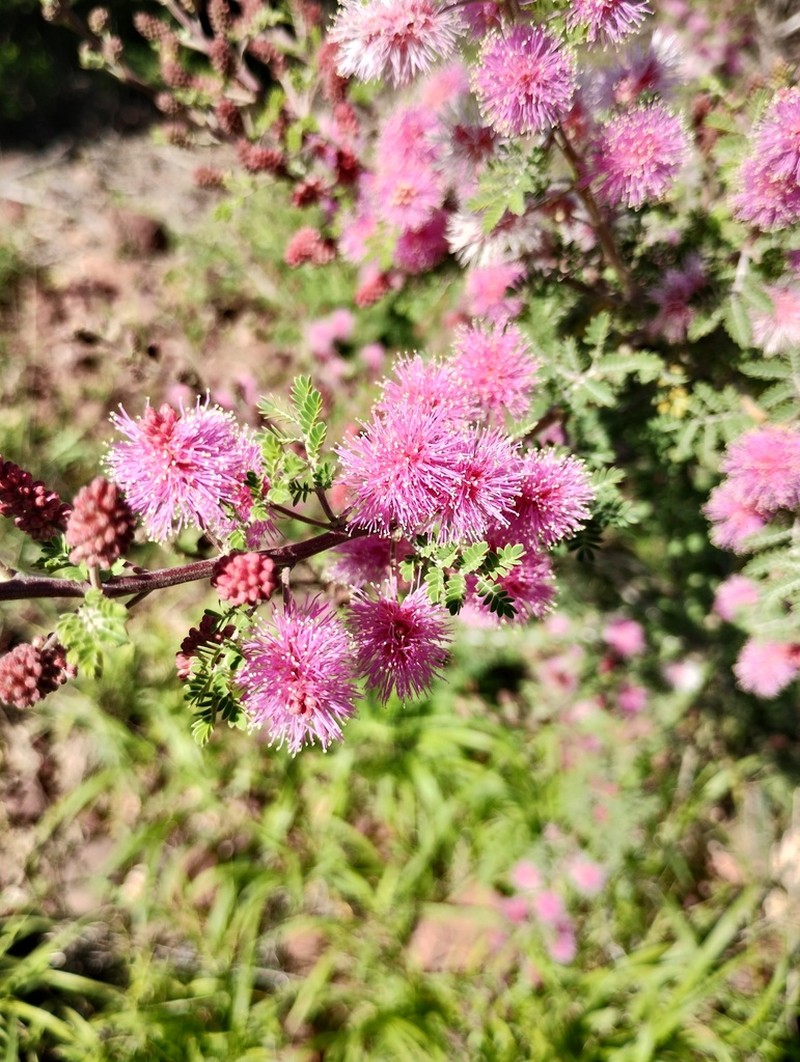 Mimosa depauperata photo 4