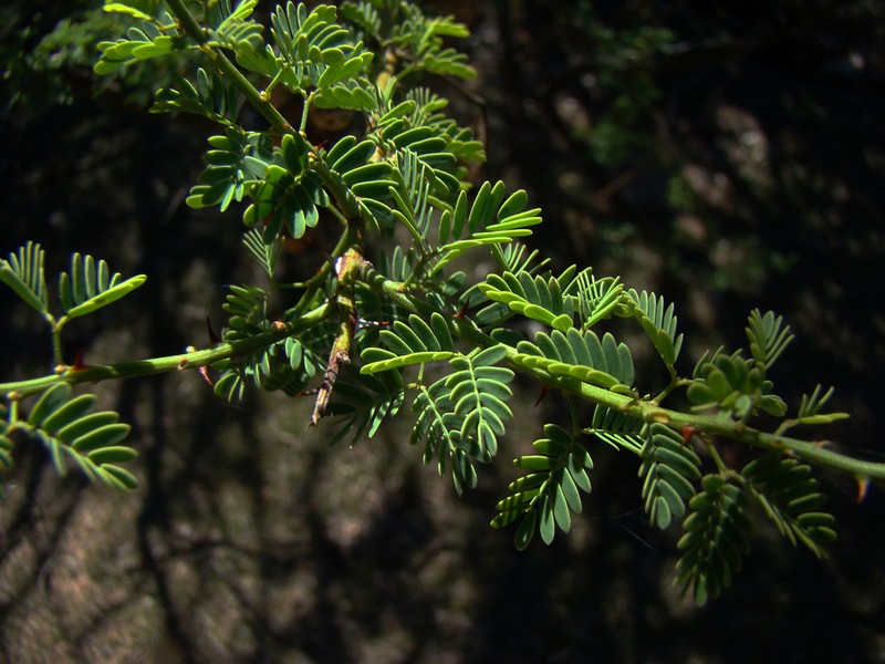 Mimosa detinens