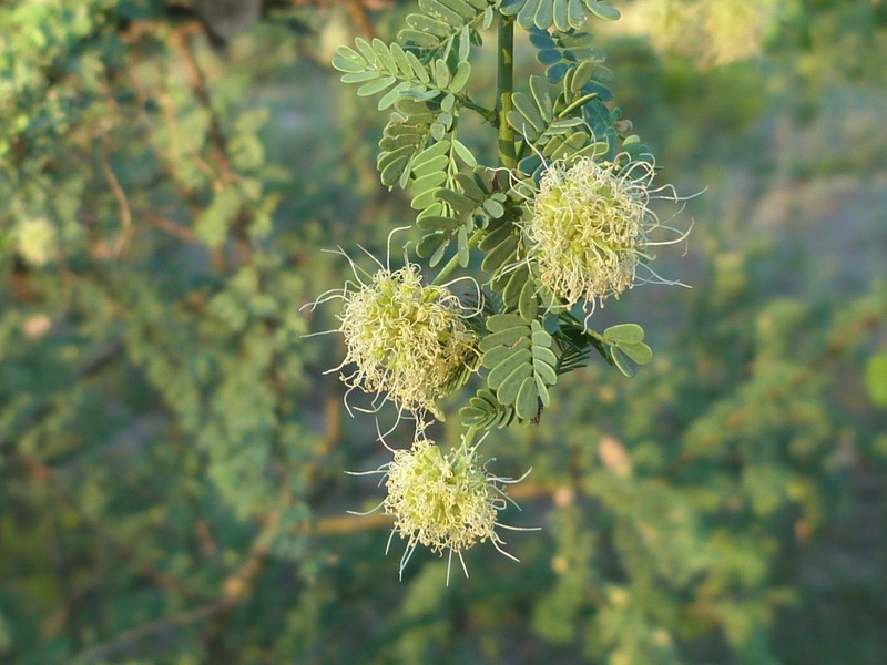 Mimosa detinens photo 2