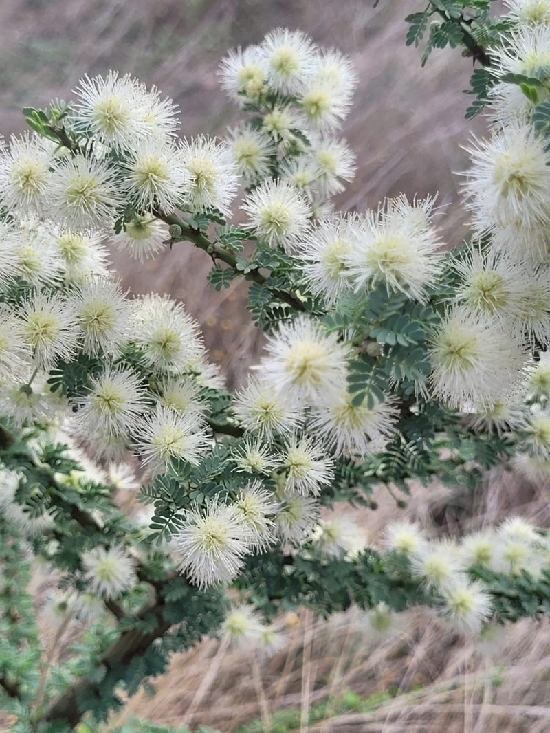 Mimosa detinens photo 3