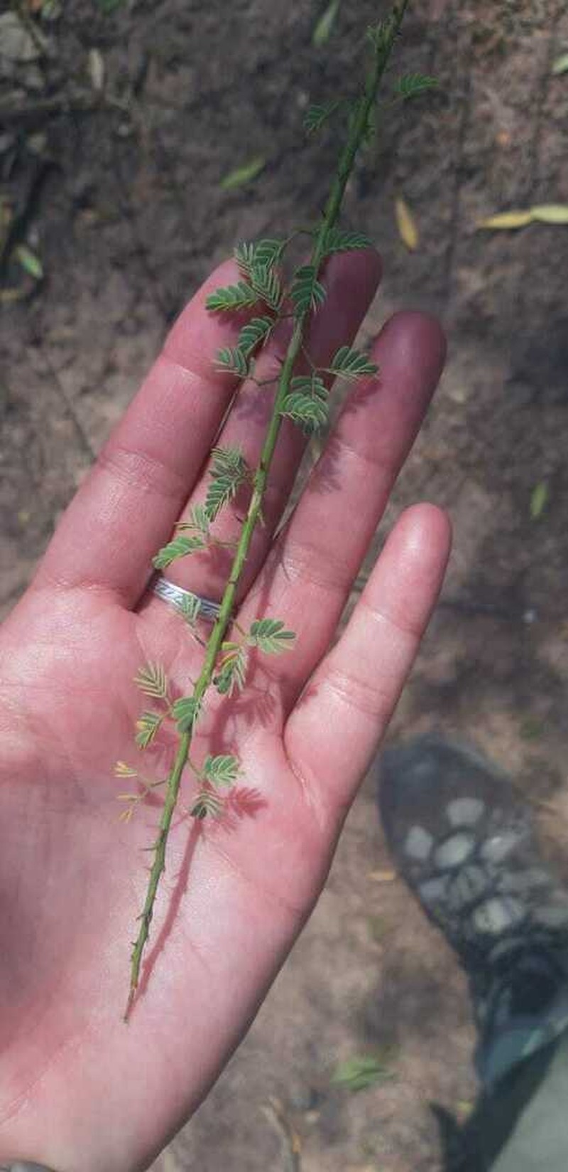 Mimosa detinens photo 4