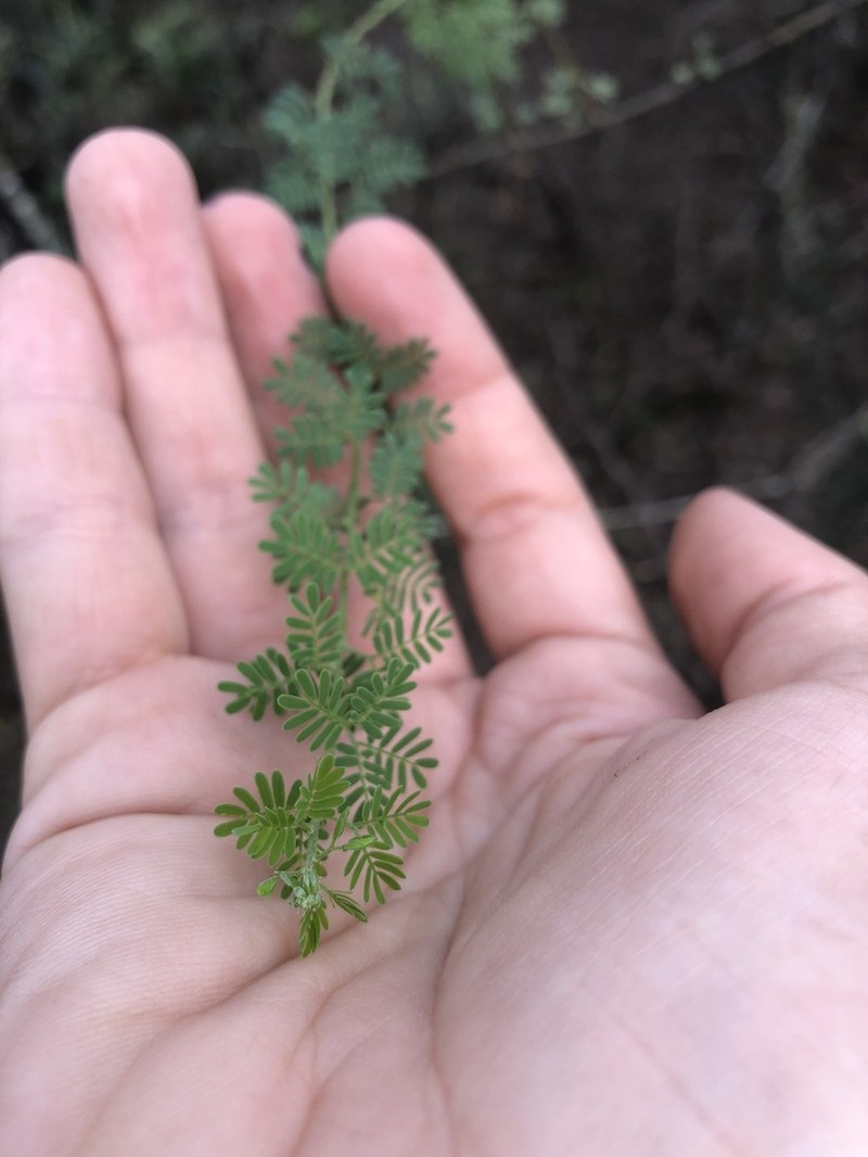 Mimosa detinens photo 5