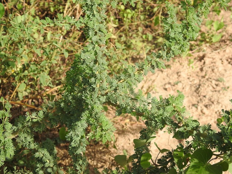 Mimosa detinens photo 6