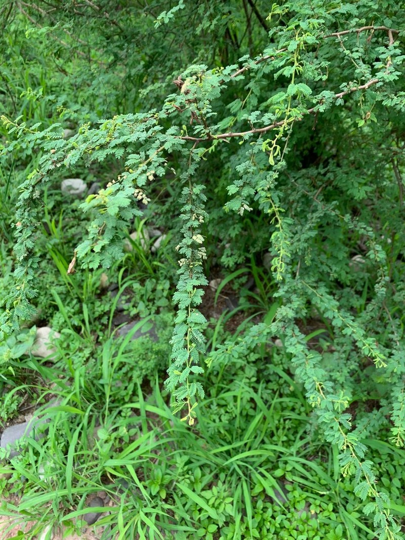 Mimosa detinens photo 7