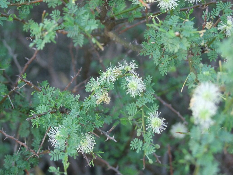 Mimosa detinens photo 8