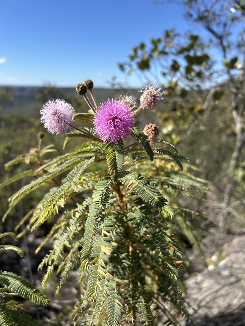 Mimosa dicerastes