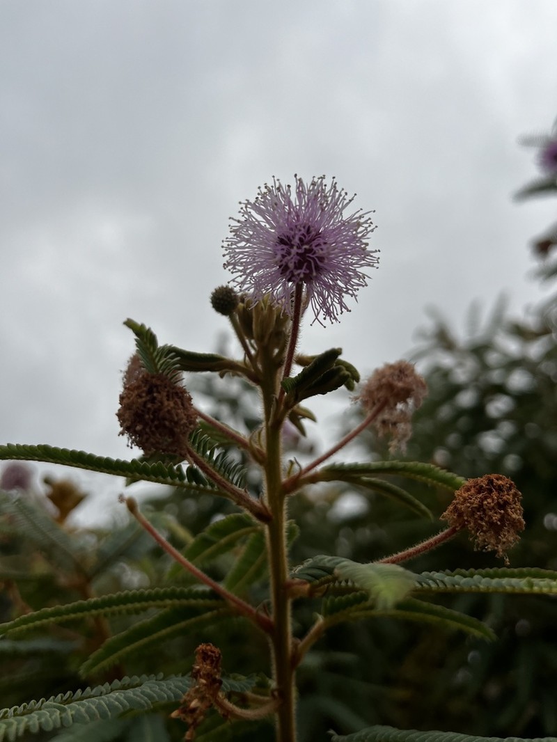 Mimosa dicerastes photo 2