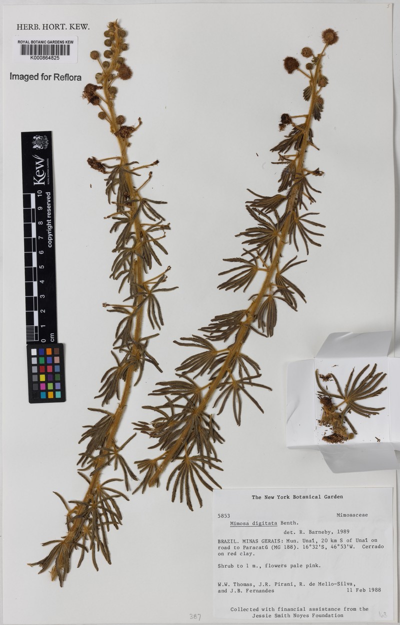 Mimosa digitata