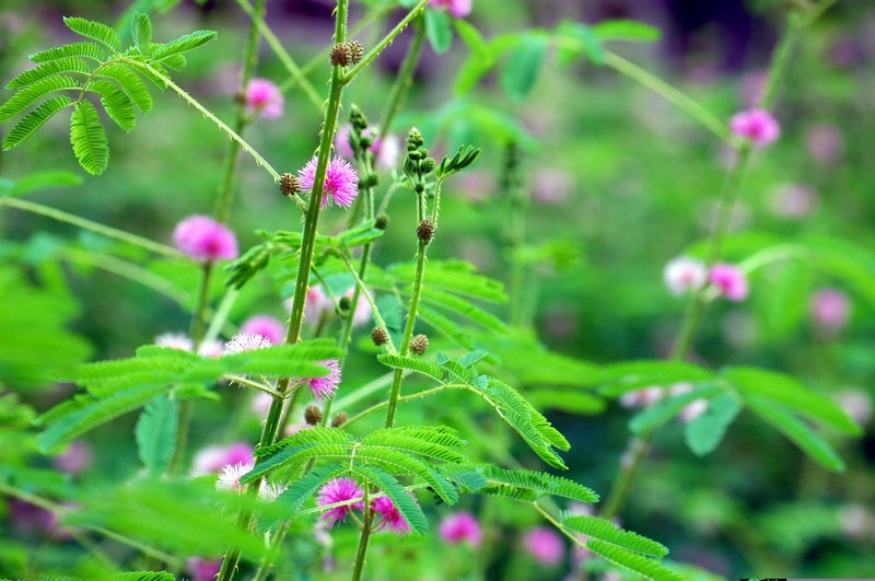 Giant False Sensitive Plant photo 2