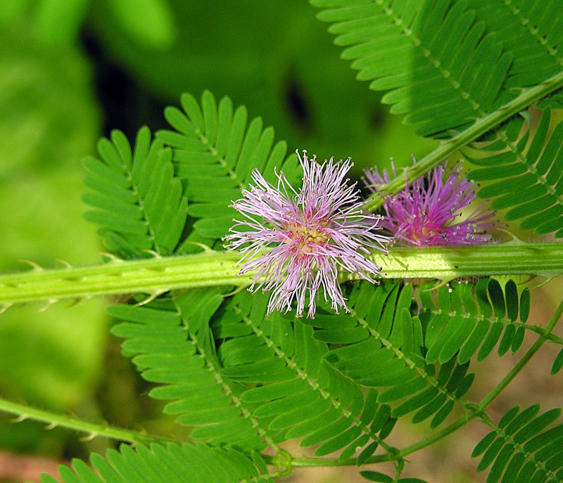 Giant False Sensitive Plant photo 3
