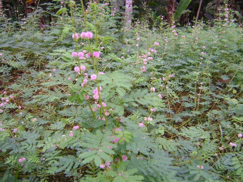 Giant False Sensitive Plant photo 4