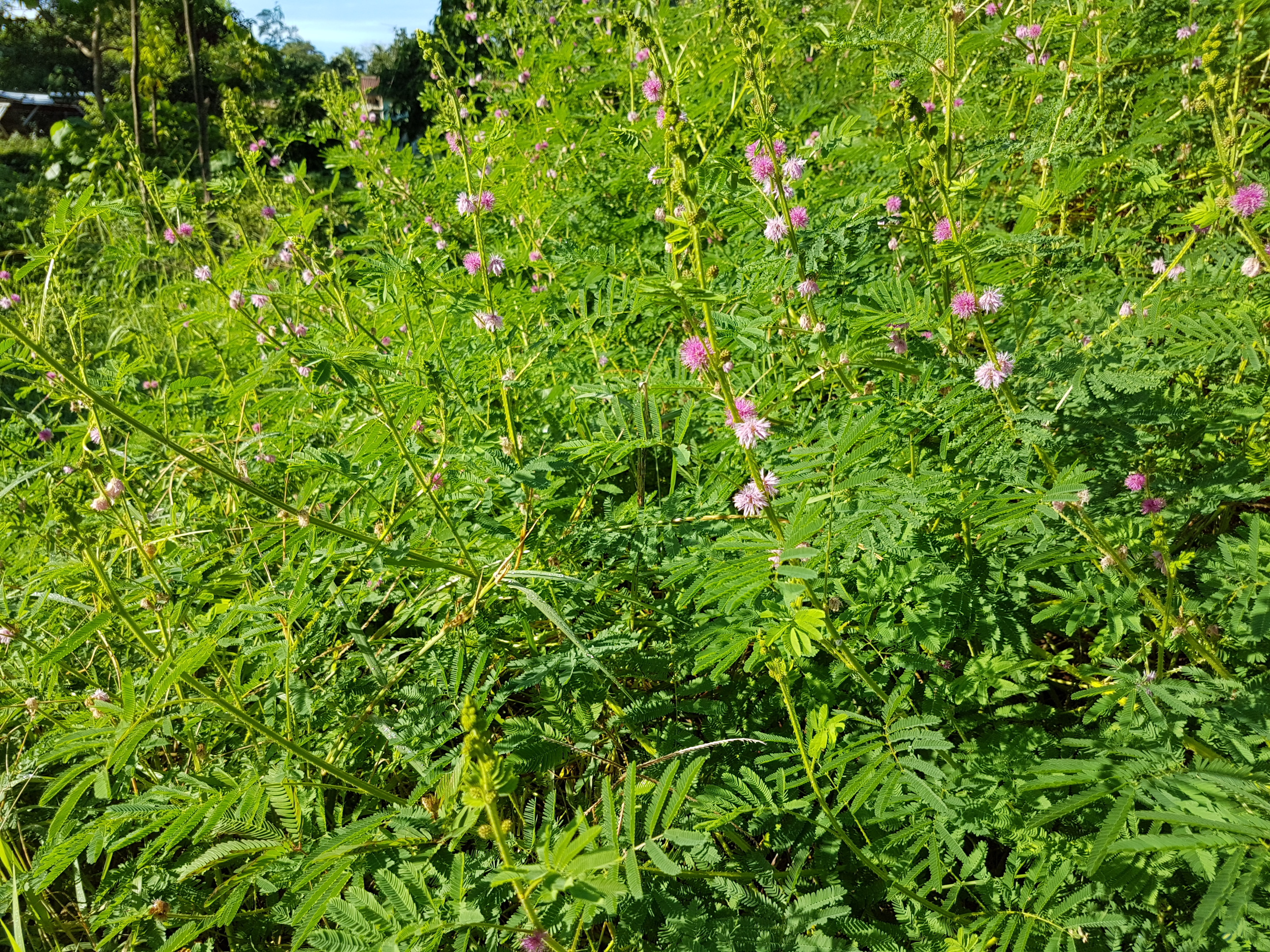 Giant False Sensitive Plant