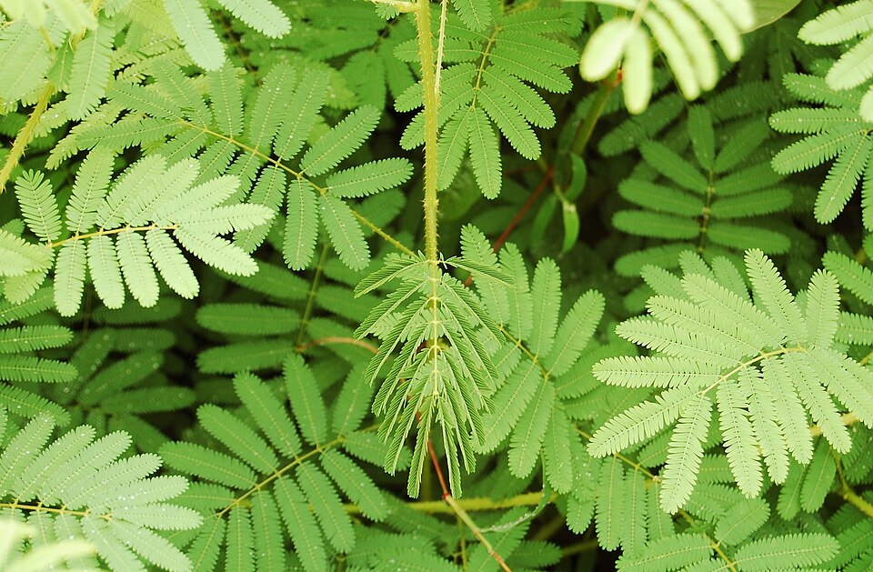 Giant False Sensitive Plant photo 5
