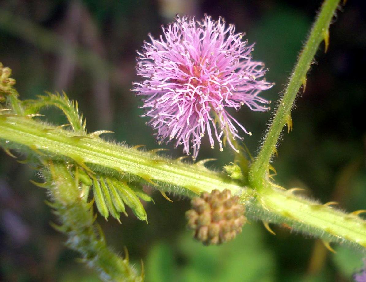 Giant False Sensitive Plant photo 6