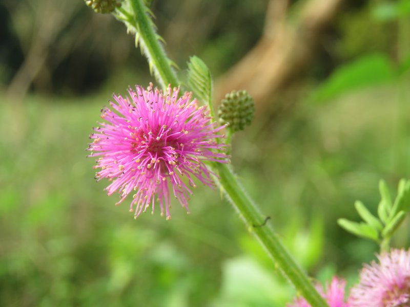 Giant False Sensitive Plant photo 7