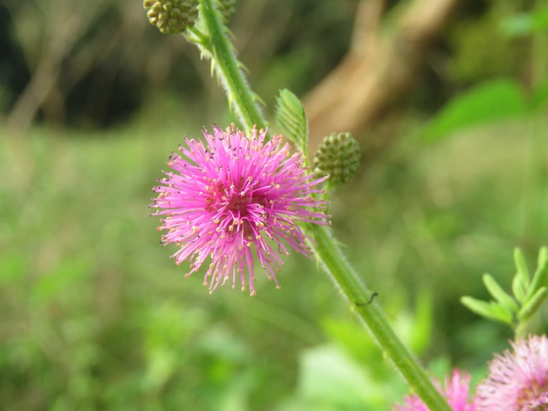 Giant False Sensitive Plant photo 8