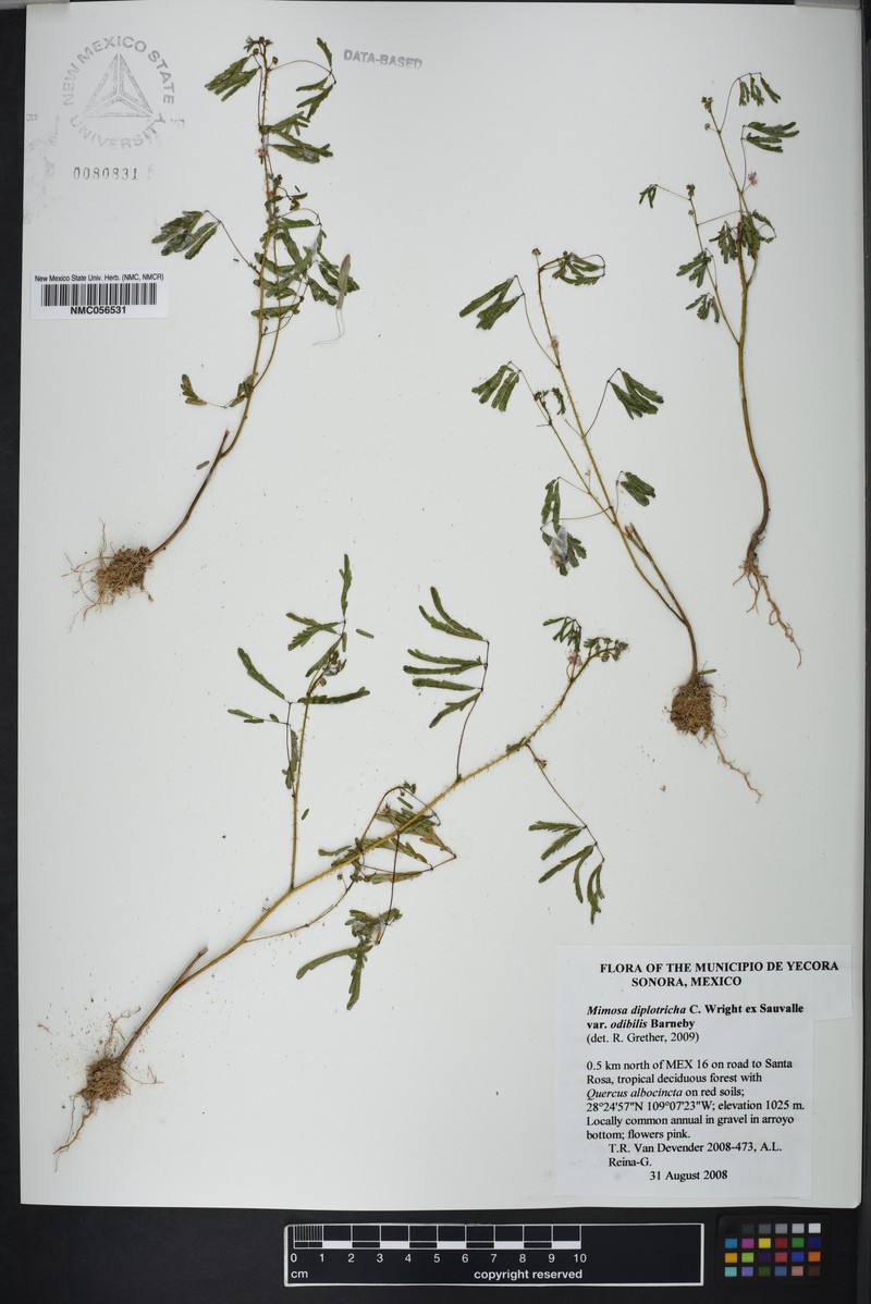 Mimosa diplotricha var. odibilis