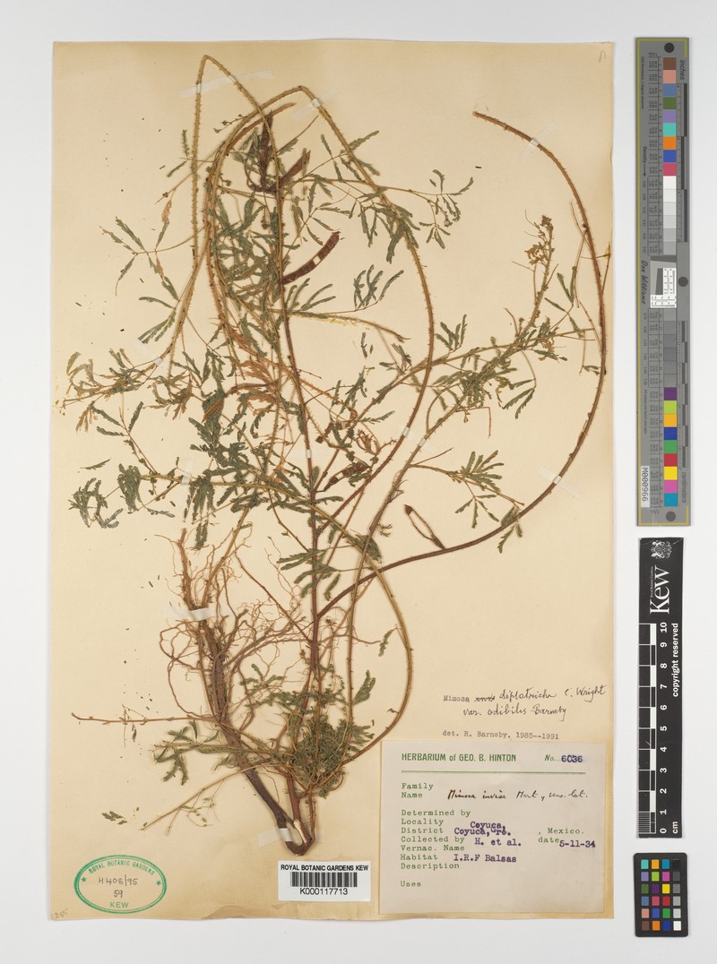 Mimosa diplotricha var. odibilis photo 2