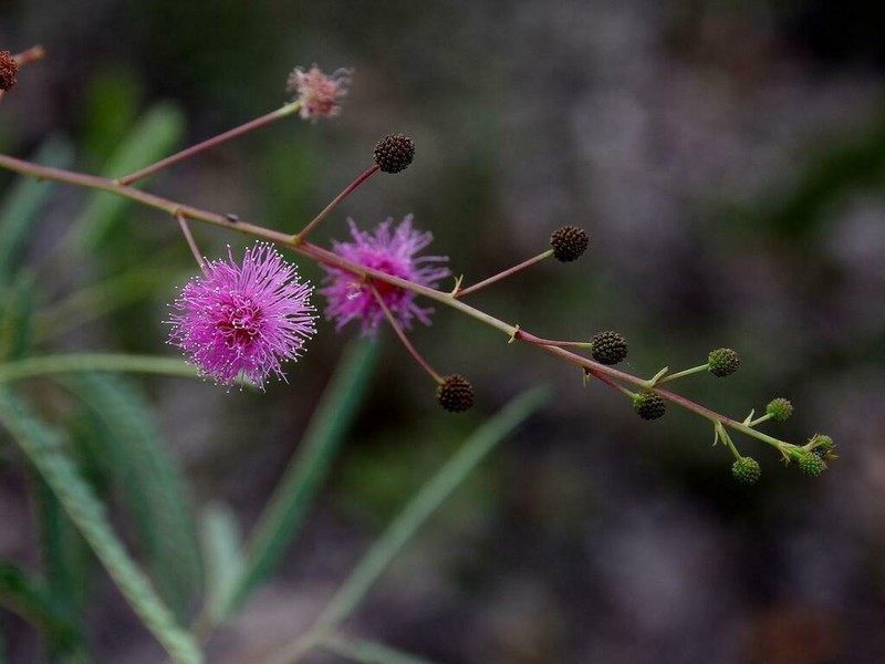 Mimosa discobola