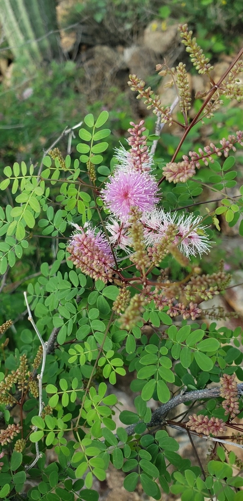 Mexican Mimosa