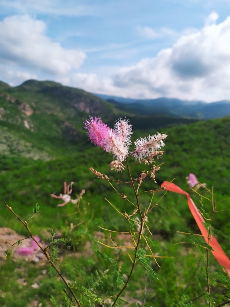 Mexican Mimosa photo 2